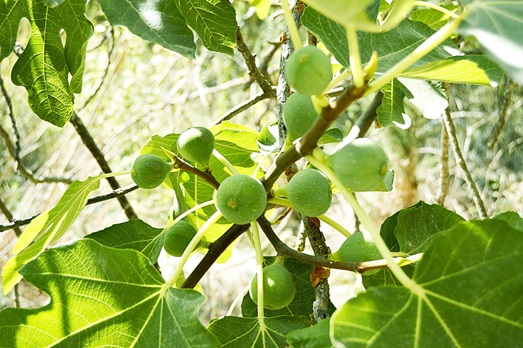 NEREZINE GARDEN