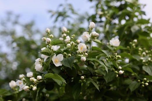 NEREZINE GARDEN