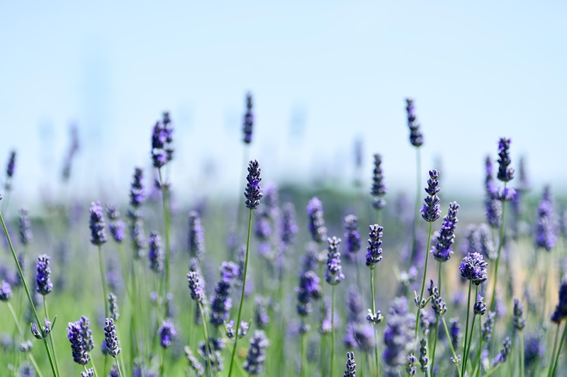 NEREZINE GARDEN