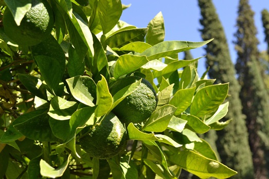 Nerezine Garden
